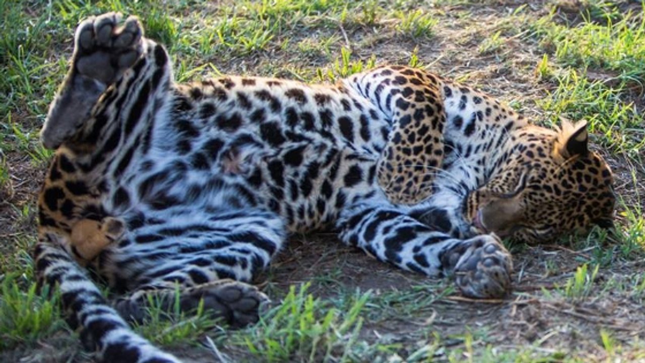 Dieser Leopard wurde von einem Zoo verkauft und unter schrecklichen Verhältnissen gehalten, doch dann...