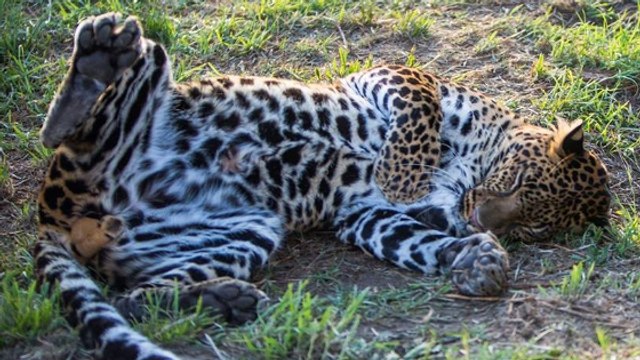 Dieser Leopard wurde von einem Zoo verkauft und unter schrecklichen Verhältnissen gehalten, doch dann...