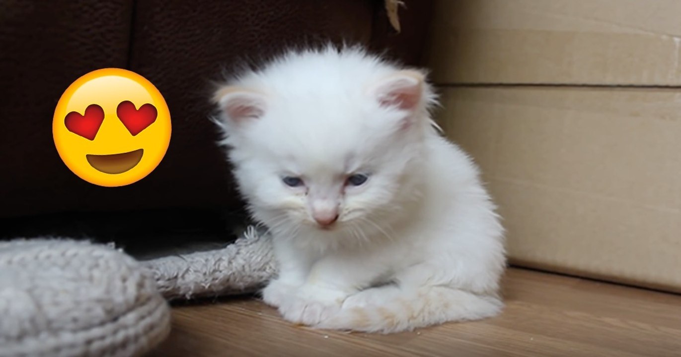 Kleines Kätzchen kann die Augen nicht offen halten