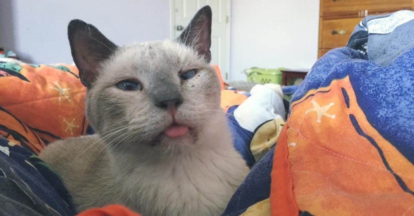 Traumatisierte Katze kommt in ein neues Zuhause