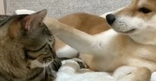 Der Hund kuschelt ganz friedlich mit der Katze, doch dann...