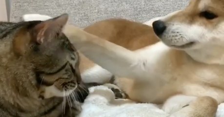 Télécharger la video: Der Hund kuschelt ganz friedlich mit der Katze, doch dann...