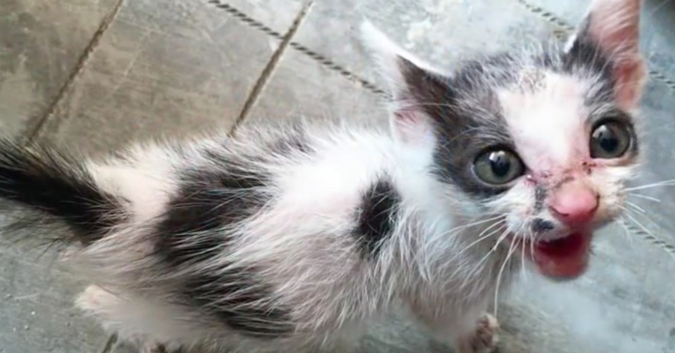 Ein Mann rettet ein verwaistes Kätzchen am Straßenrand