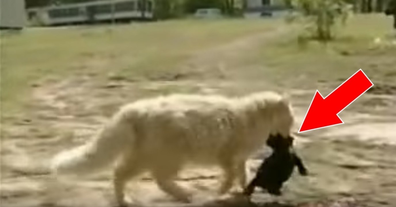 Eine Katze adoptiert einen Wurf junger Hunde, der von der Hundemutter verstoßen wurde