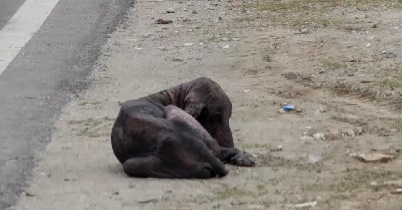 Er kommt neben der Straße zum Liegen und gibt sich selbst auf