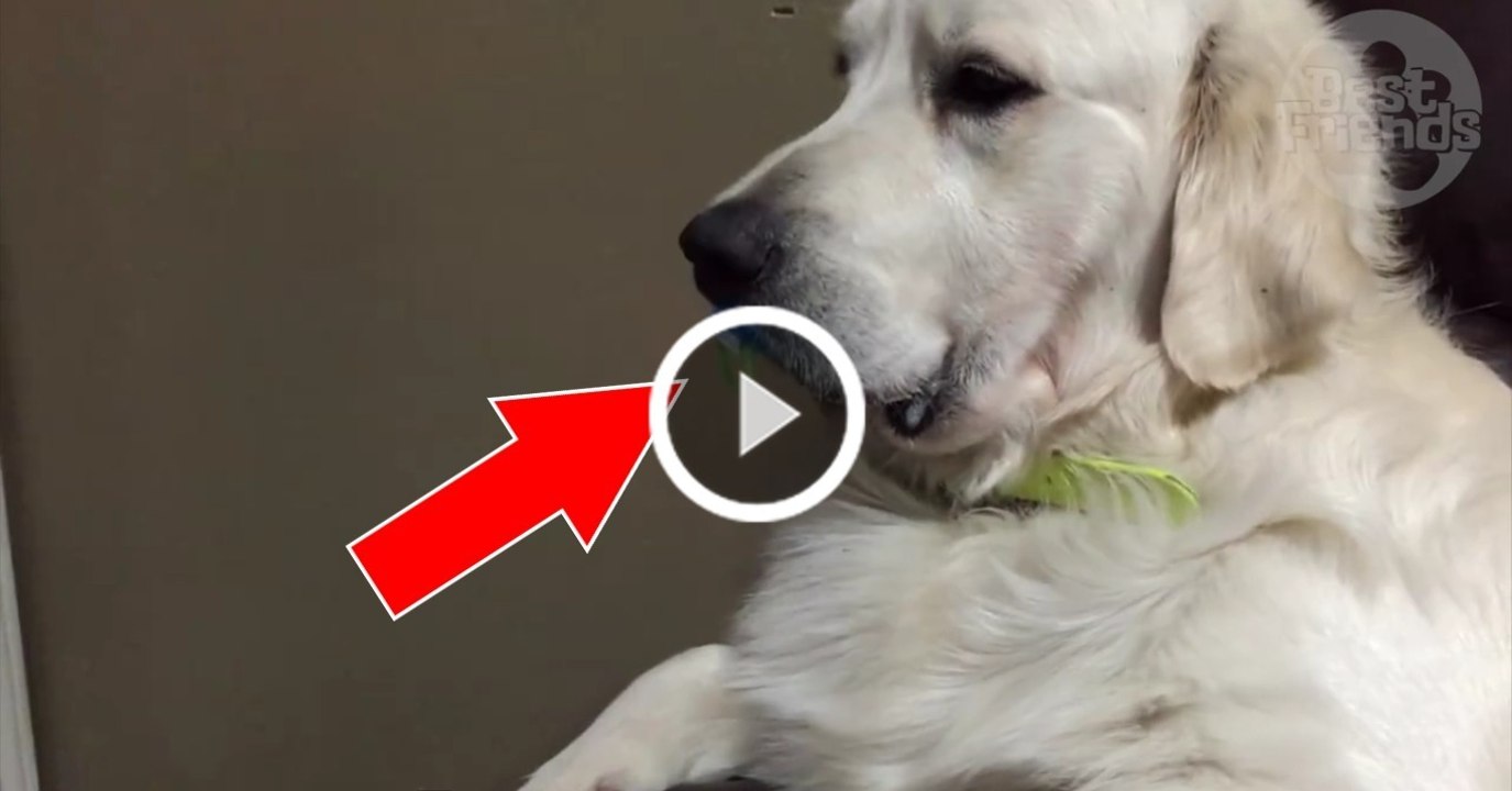 Dieser Golden Retriever versteckt seinen Schnuller!