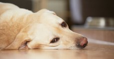 Tiere auf keinen Fall selbst therapieren und keine Medikamente für Menschen geben!