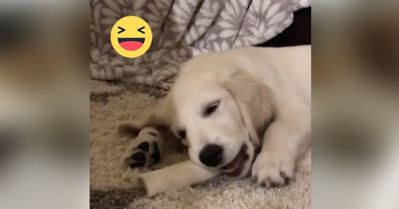 Als dieser kleine Golden Retriever Welpe mit seinem Knochen spielt, passiert etwas wirklich lustiges!