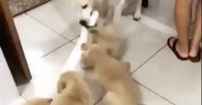 Dieser Golden Retriever Papa spielt mit seiner kleinen Bande! Doch achtet auf den Welpen ganz links! Einfach genial!