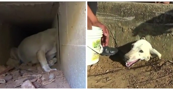 Ein Hund hat sich unter dem Gehweg eingeklemmt