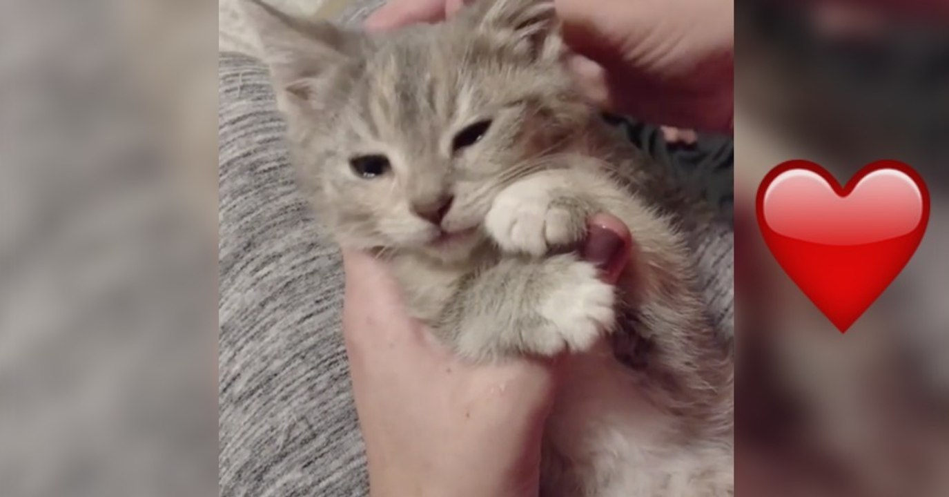 Dieses Kätzchen bekommt eine ganz besondere Kuscheleinheit! Einfach zu süß!