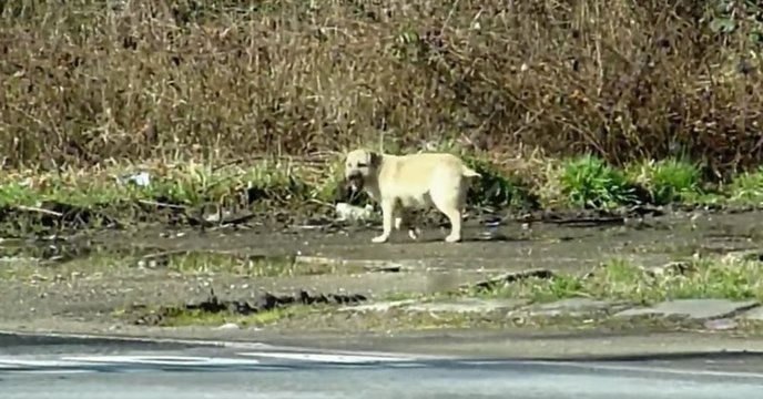 Dieser Welpe wurde ganz allein an einer vielbefahrenen Schnellstraße ausgesetzt, doch dann...