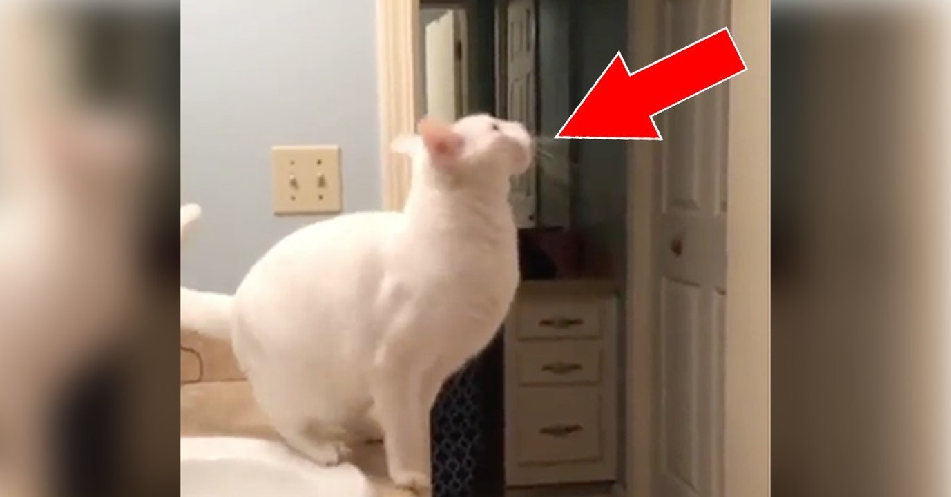 Was dieser Katze gleich passiert, wird euch zum Lachen bringen!