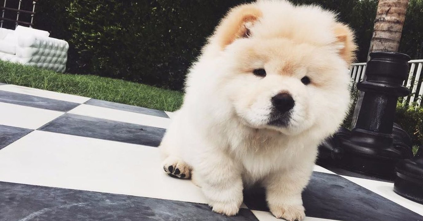 Justin Bieber setzt schon wieder ein Tier aus!