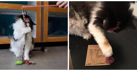 Wegen ihrer "Monster-Katze" bekommt sie hasserfüllte Nachrichten. Einfach schrecklich!