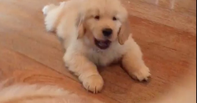 Dieser Welpe möchte mit dem Schwanz von seinem Papa spielen! Seine Reaktion ist einfach göttlich!