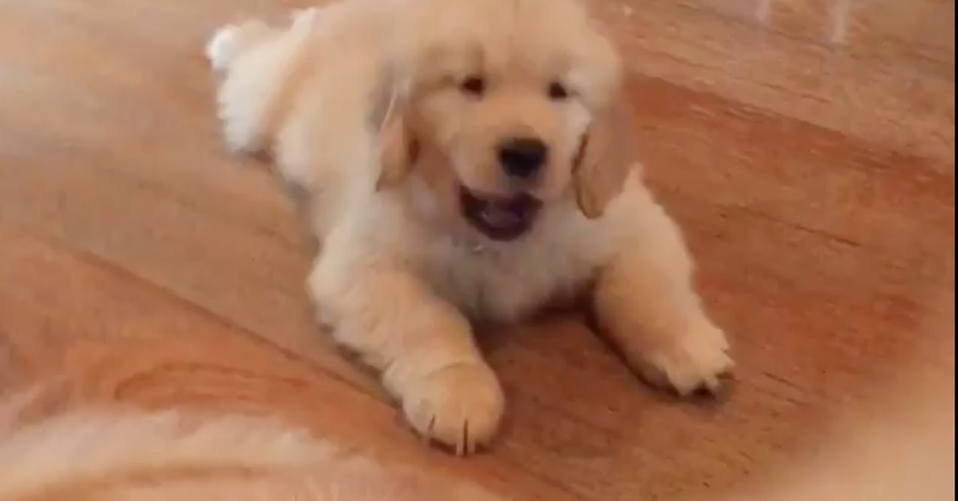 Dieser Welpe möchte mit dem Schwanz von seinem Papa spielen! Seine Reaktion ist einfach göttlich!