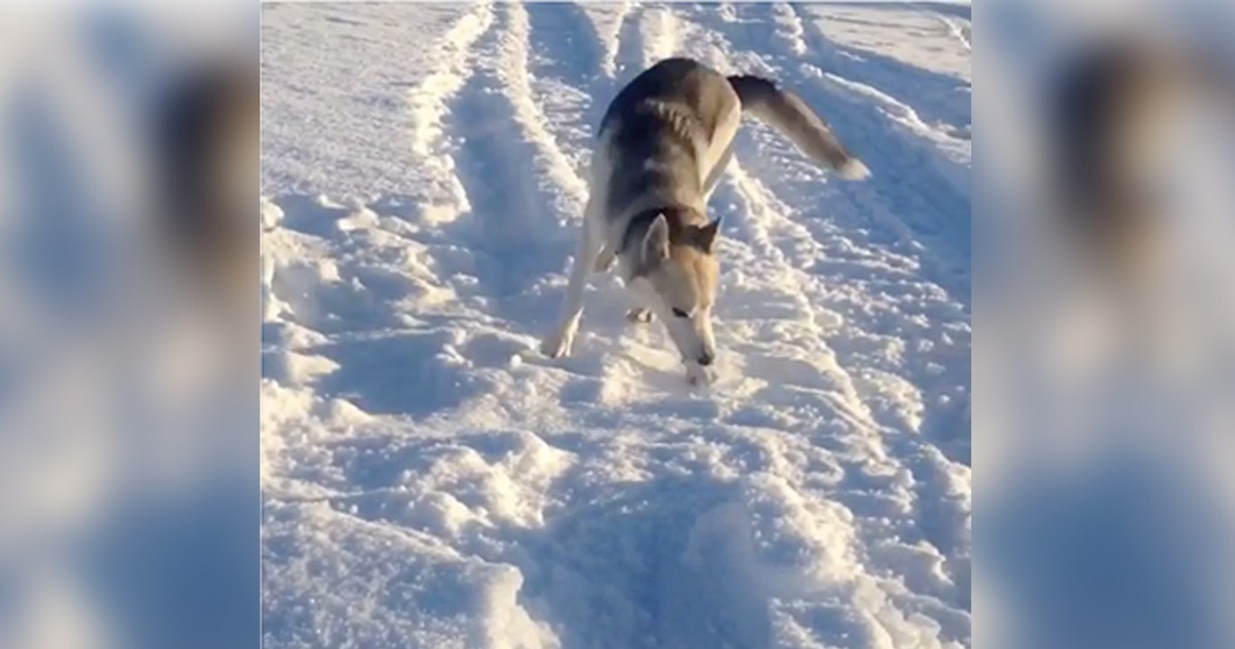 Dieser Husky liebt den Schnee! Was er gleich macht, wird euch zum Lachen bringen!