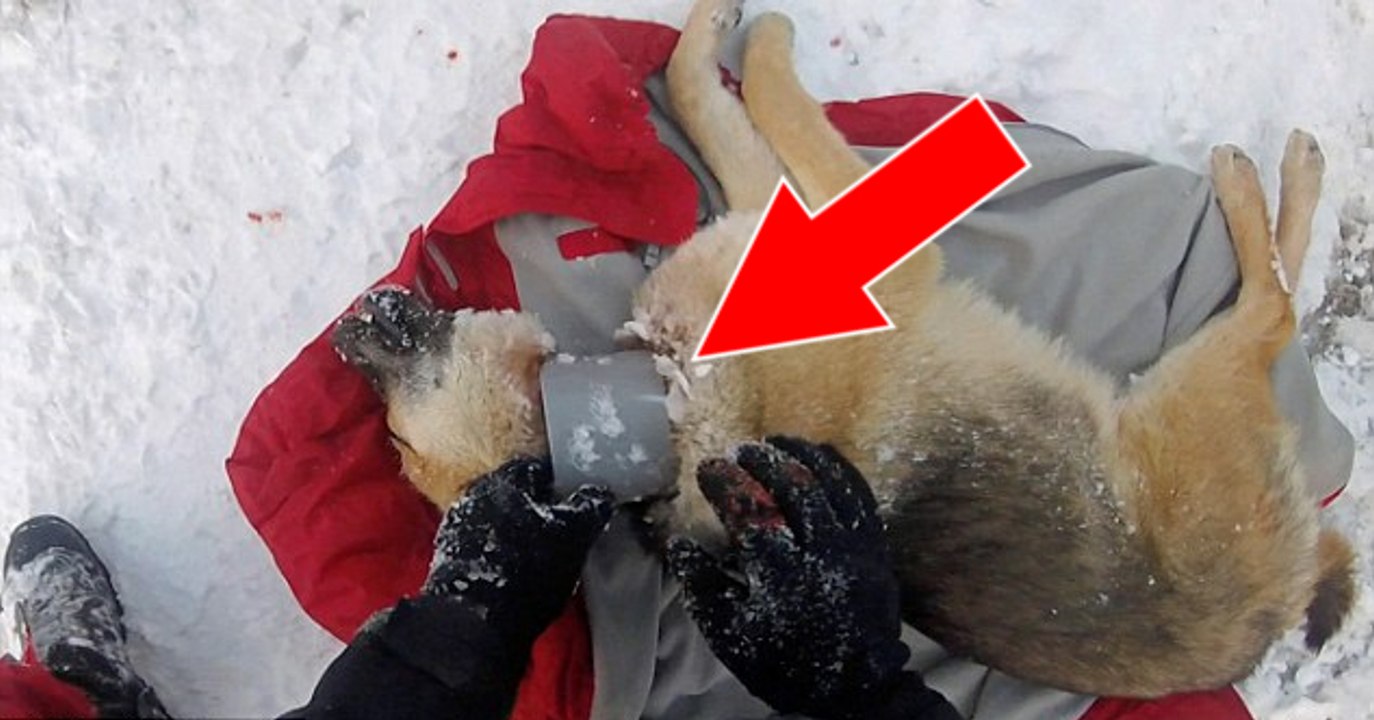Rumänien: Ein Tierarzt rettet einen Hund, der mit dem Hals in einem Kunststoffrohr steckt