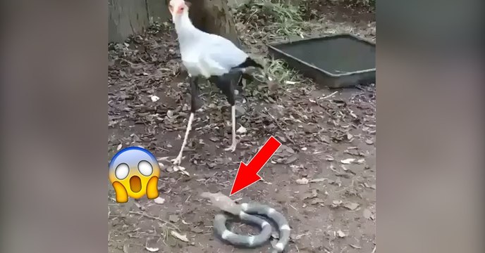 Vogel verteidigt sich gegen eine Schlange aus Plastik