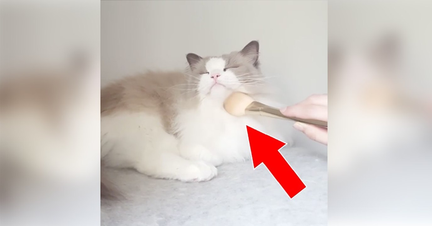Katze wird mit Schminkpinsel gestreichelt