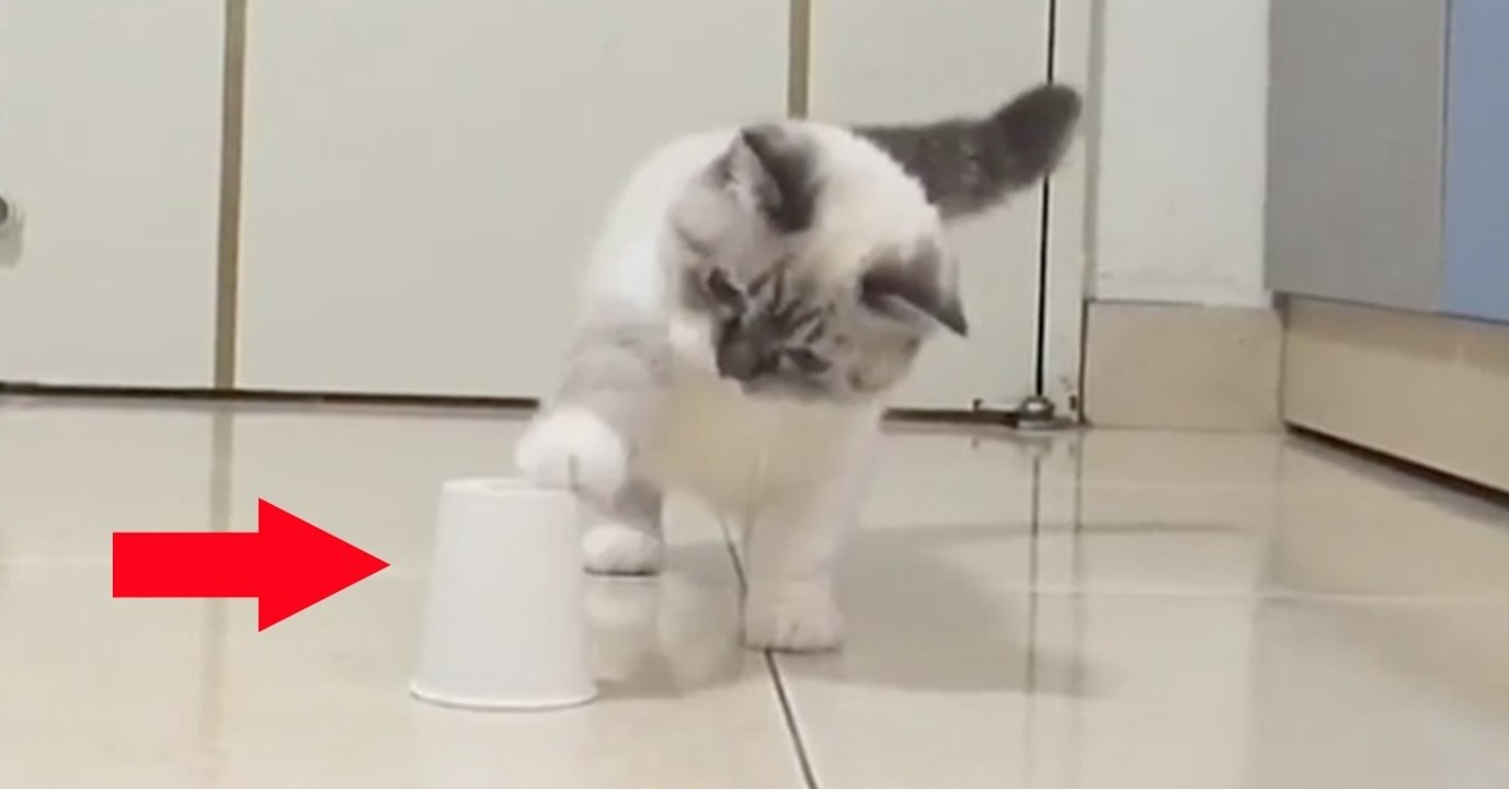 Dieses süße Munchkin-Kätzchen lernt das Hütchenspiel! Es wird euch zum Schmunzeln bringen!