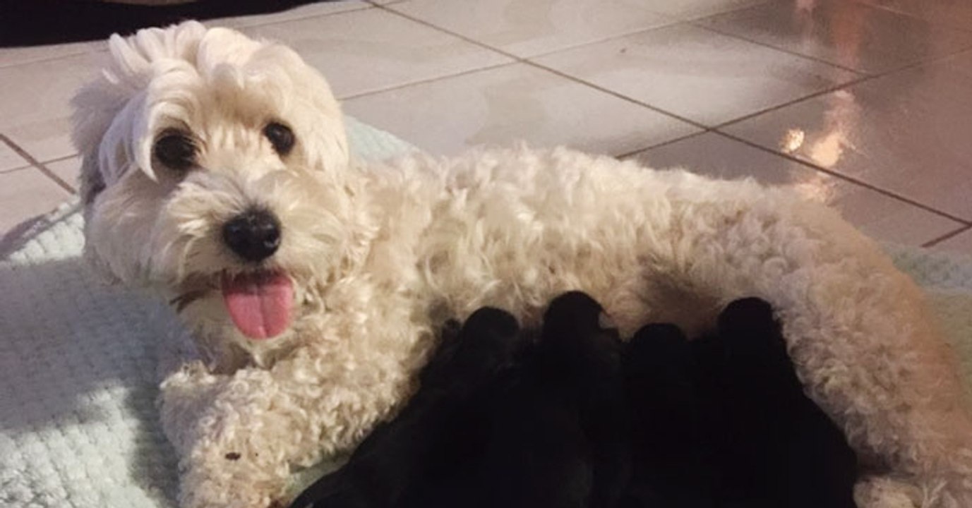 Weiße hunde-eltern bekommen sieben welpen ... alle schwarz!