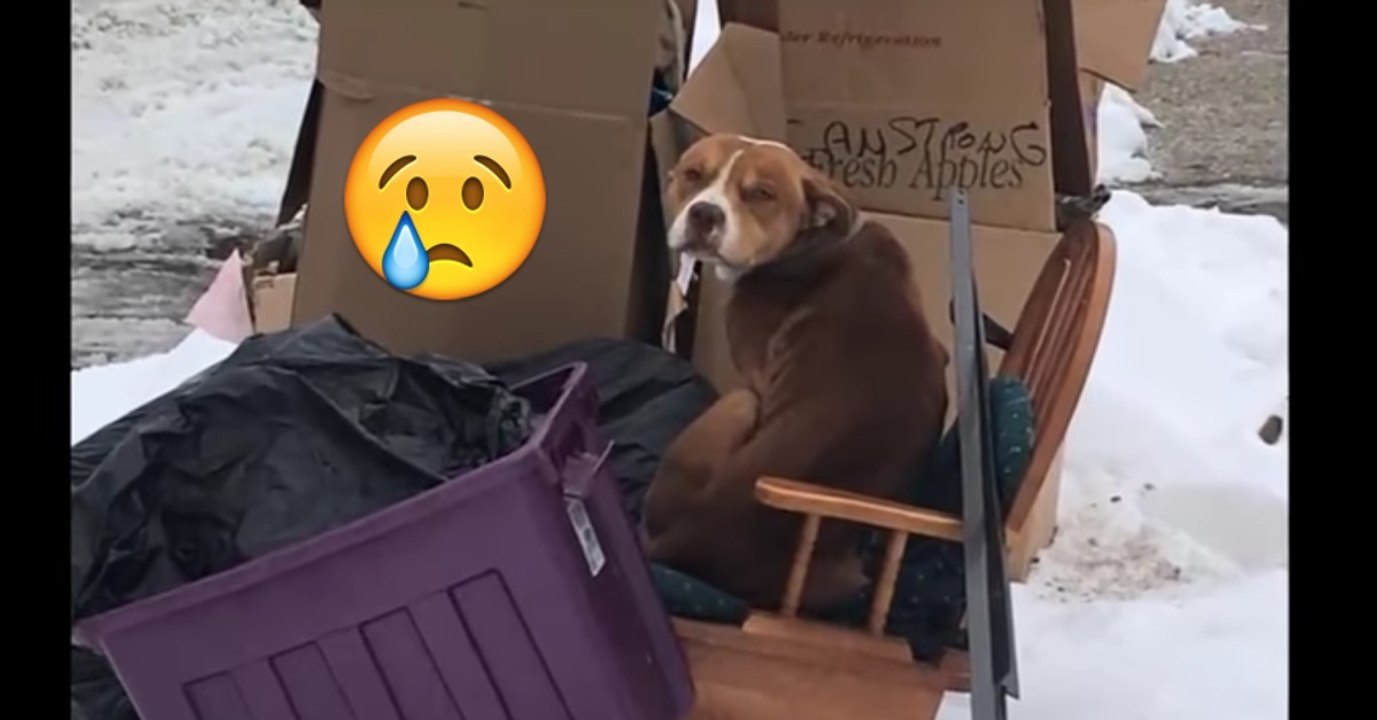 Dieser Hund wurde von seiner Familie beim Umzug grundlos zurückgelassen! Er hatte jede Hoffnung verloren, doch dann...