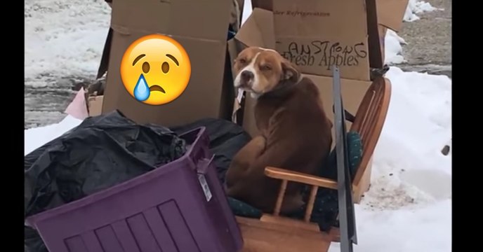 Dieser Hund wurde von seiner Familie beim Umzug grundlos zurückgelassen! Er hatte jede Hoffnung verloren, doch dann...