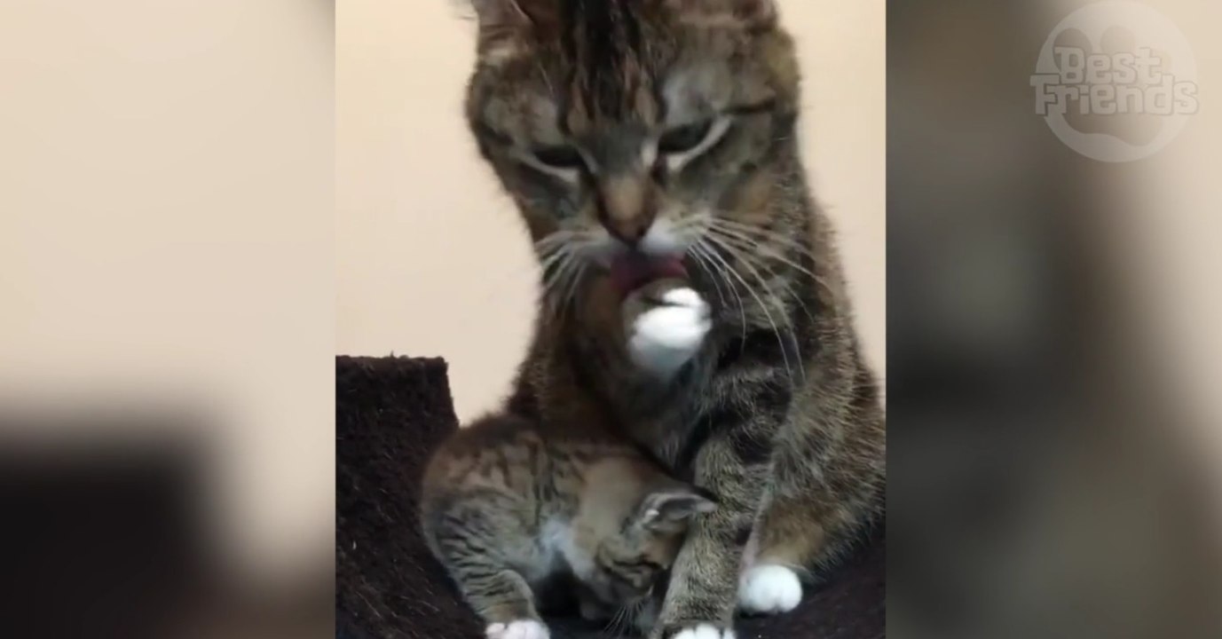 Dieses Kätzchen versucht zu trinken, während sich die Katzenmama putzt!