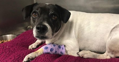 Frau wirft Hund von einer Brücke in der Überzeugung, dass er fliegen kann