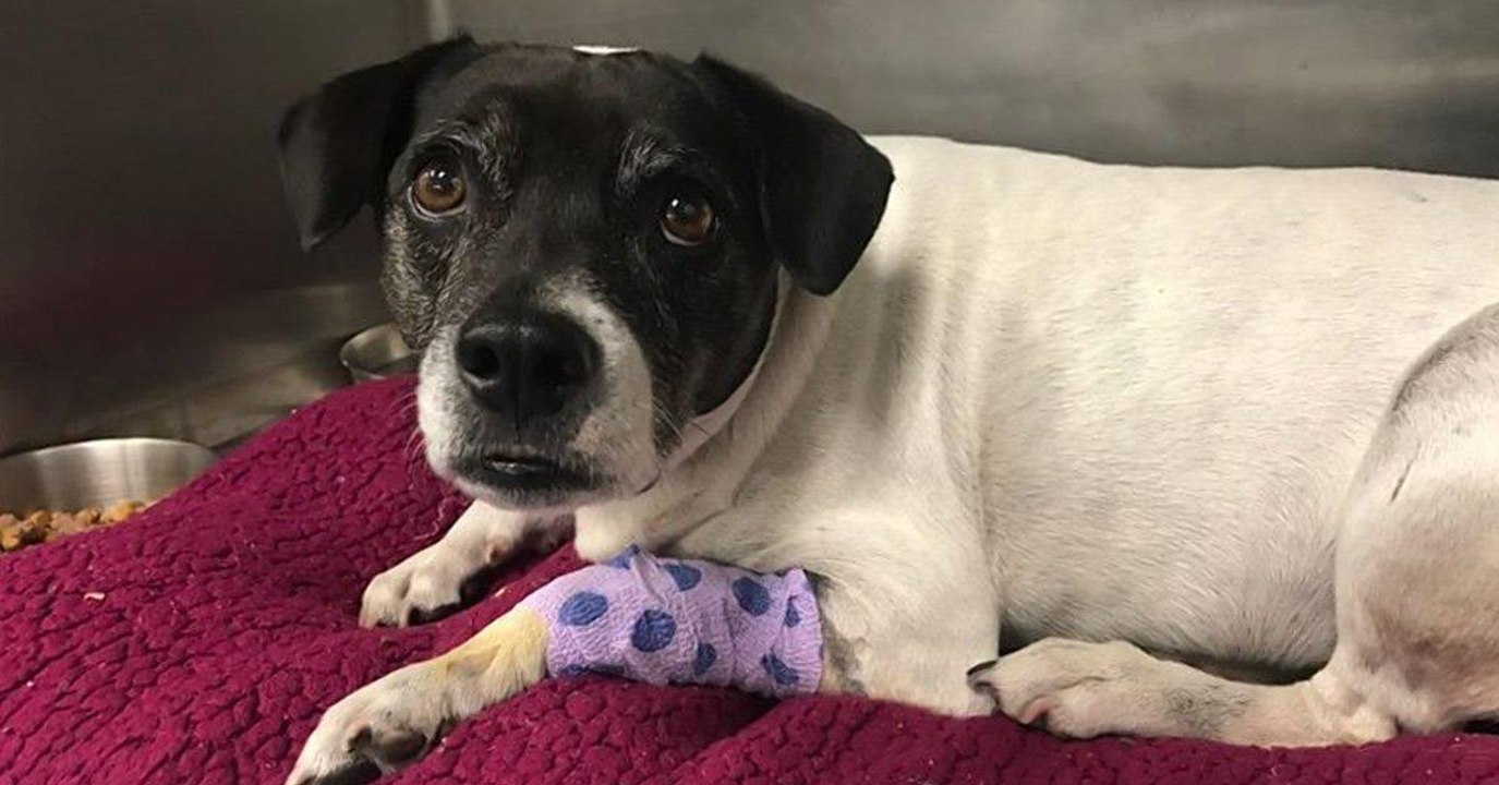 Frau wirft Hund von einer Brücke in der Überzeugung, dass er fliegen kann