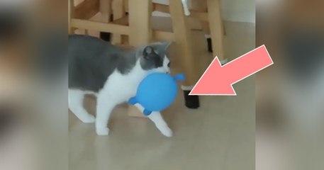 Diese Katze hat den Luftballon gefangen, doch DARAUF war sie nicht gefasst! Einfach zu komisch!