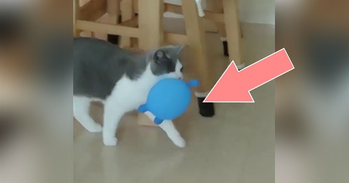 Diese Katze hat den Luftballon gefangen, doch DARAUF war sie nicht gefasst! Einfach zu komisch!