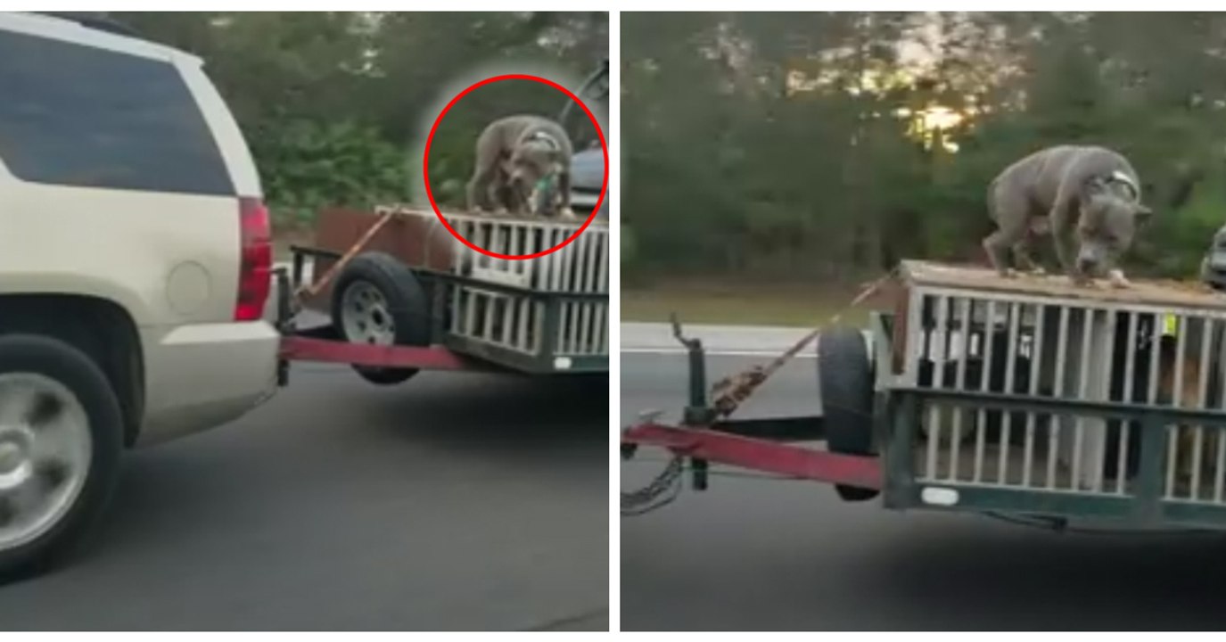 Sie filmt einen traurige Szene auf der Autobahn: ein Hund schutzlos angebunden auf dem Anhänger eines fahrenden Wagens