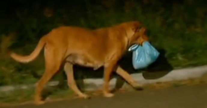 Was diese Hündin mit dem Beutel in ihrem Maul macht, rührt ein ganzes Dorf zu Tränen