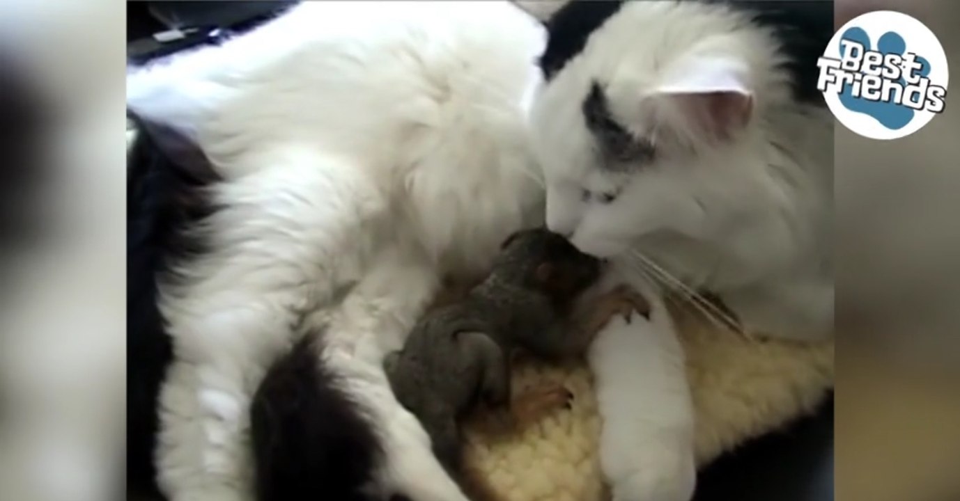 Diese Katze hat ein ganz außergewöhnliches Findelkind! Einfach zu süß!