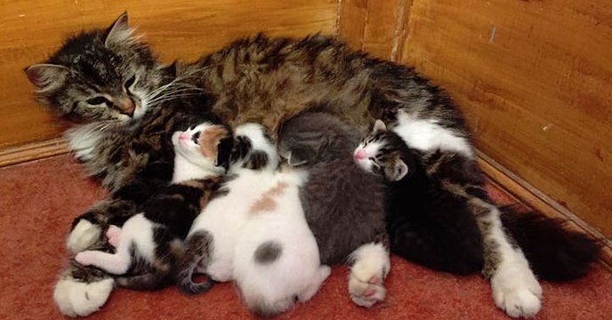 In der Türkei finden streunende Katzen in einer Moschee Schutz vor der Kälte!