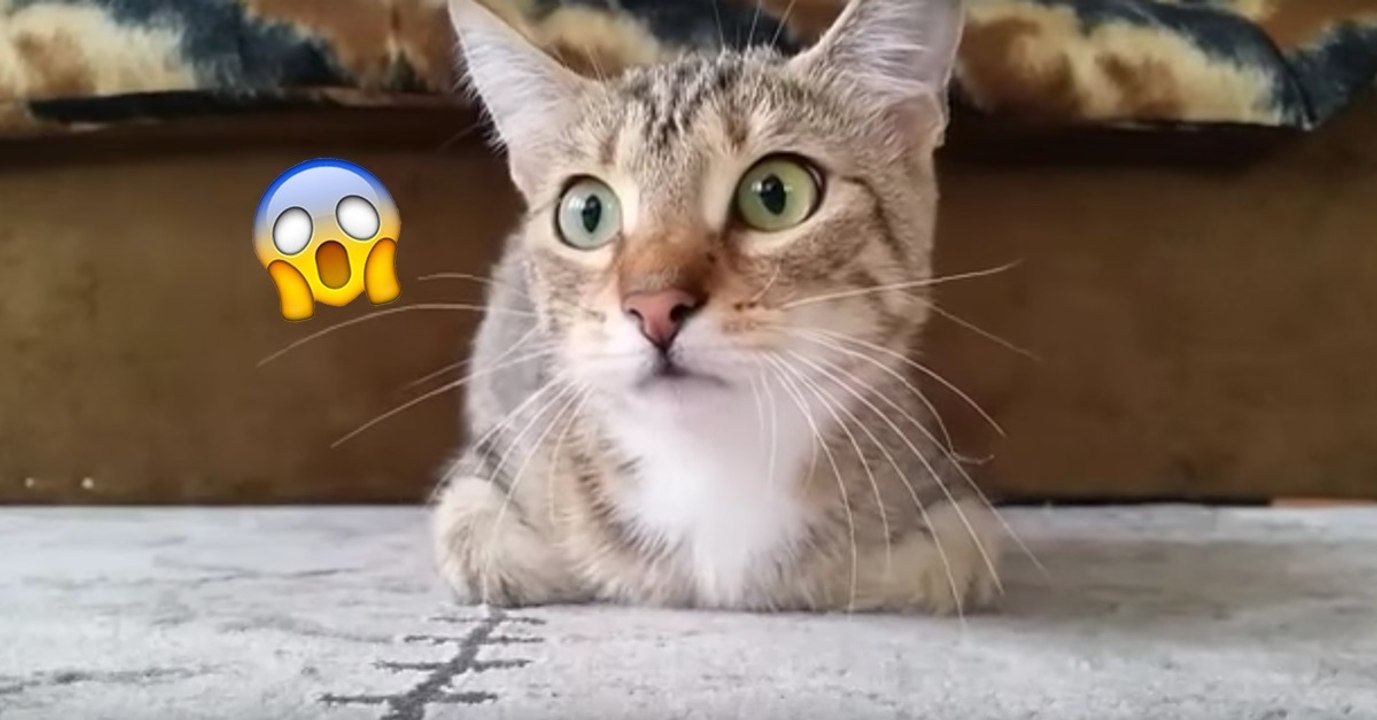 Diese Katze schaut gerade einen Horrorfilm! Ihre Reaktion ist der Wahnsinn! Einfach genial!