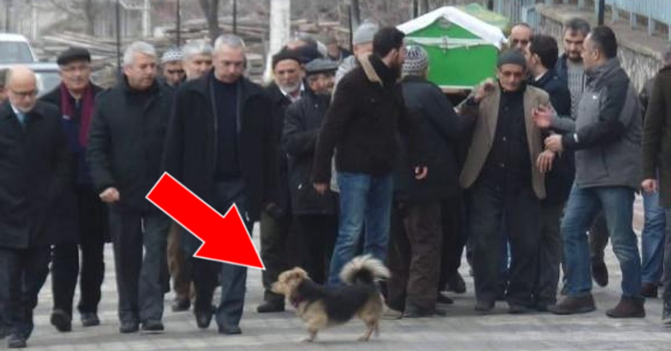 Ein Hund nimmt bei der Beerdigung seines Herrchens Abschied