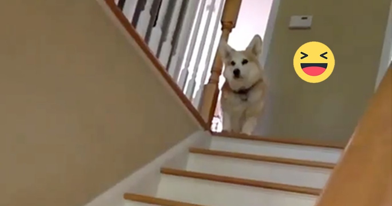 Dieser Corgi hat eine ganz besondere Art die Treppe herunterzugehen! So etwas habt ihr noch nicht gesehen!