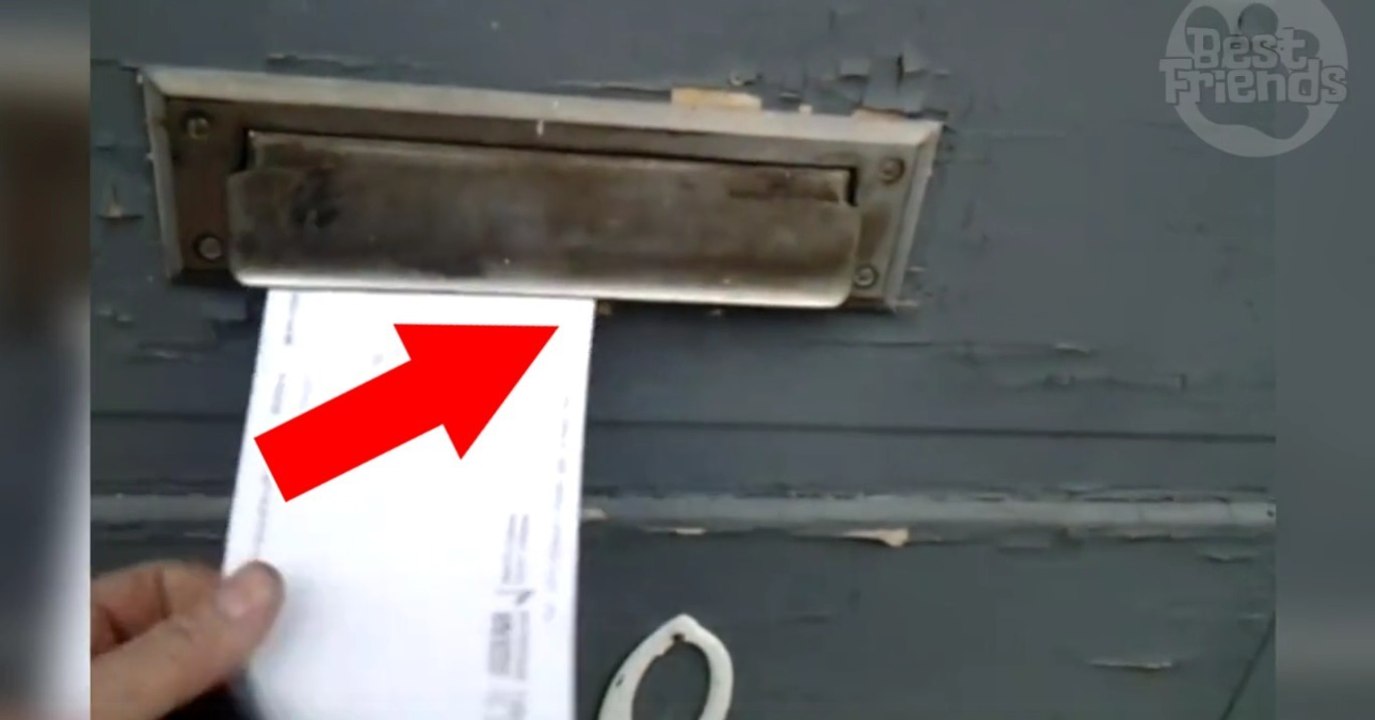 Jeden Morgen attackiert diese Katze den Postboten!