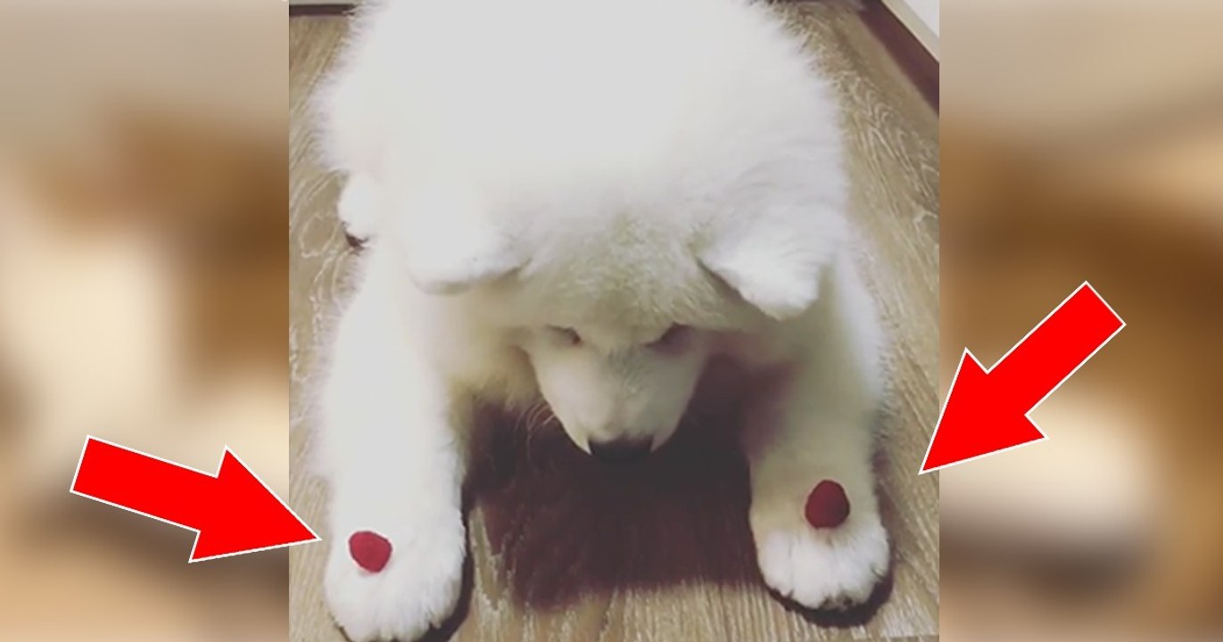 Samojede Welpe wird mit Himbeeren trainiert