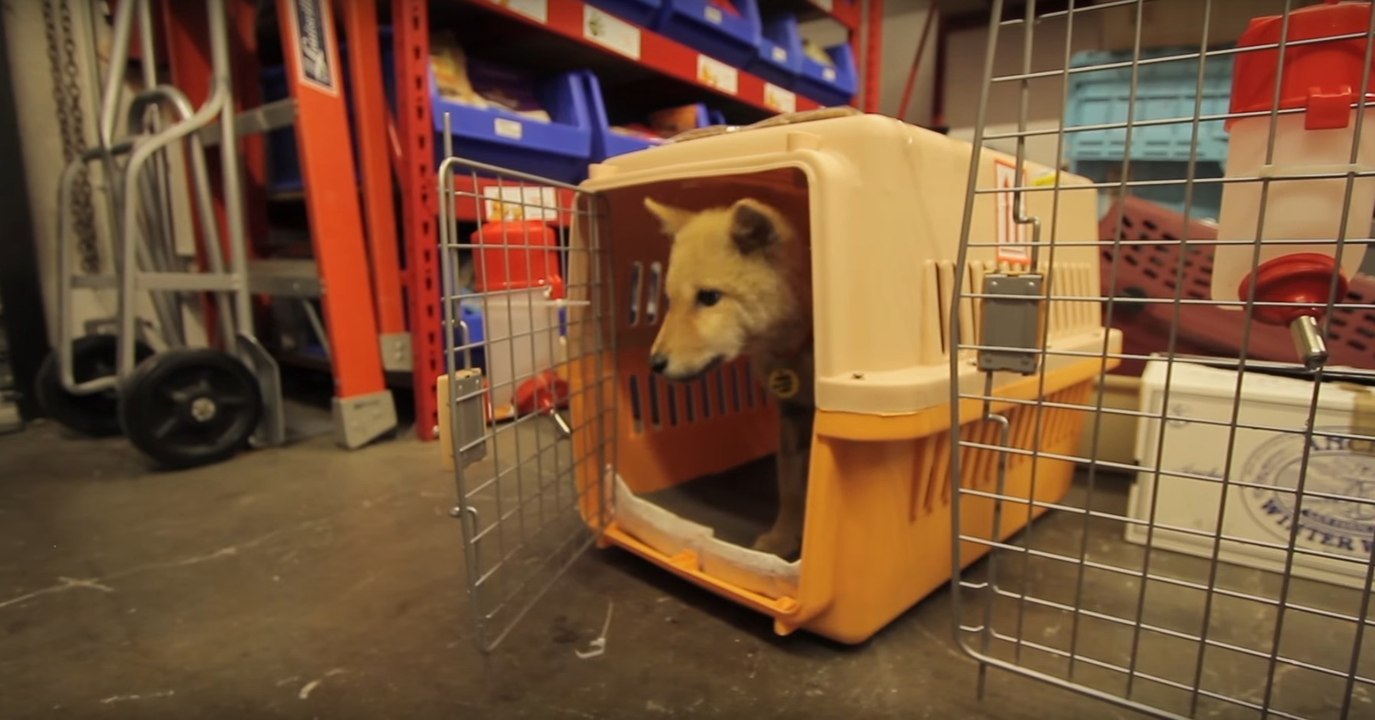 In Südkorea wurde diese Hündin aus einer Fleischfarm gerettet, wo sie als Essen auf dem Teller enden sollte