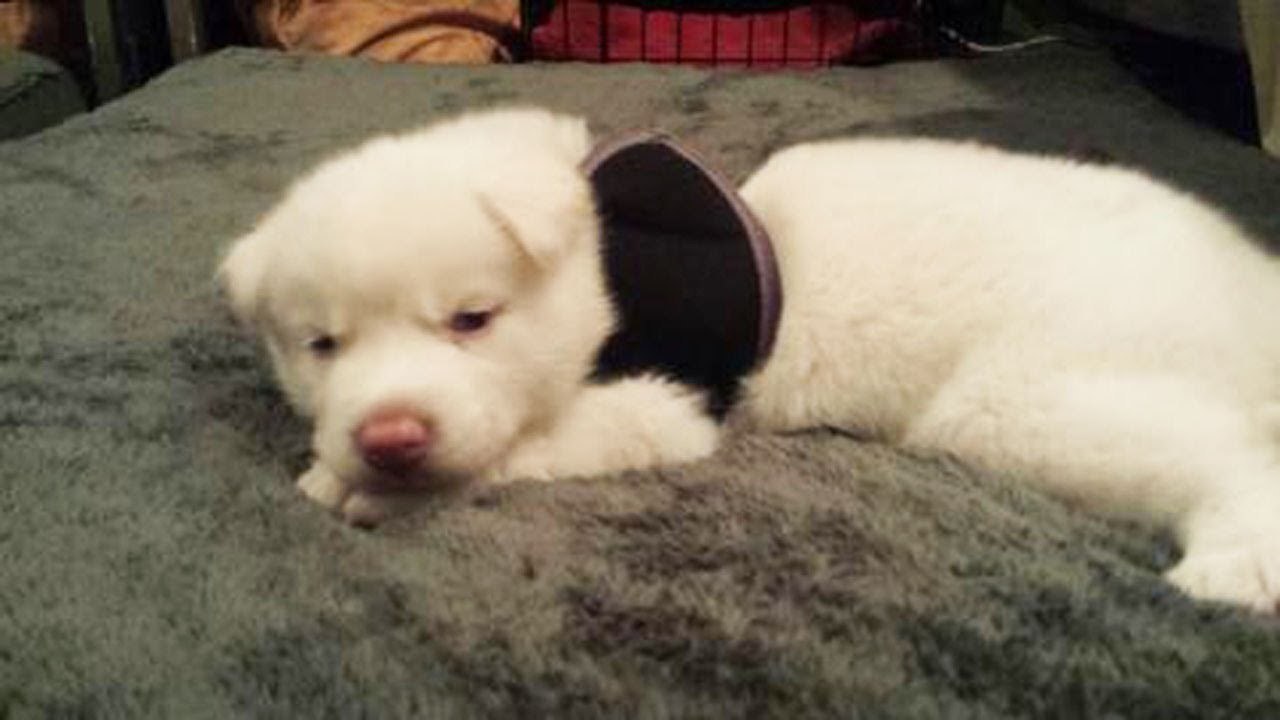 Schwimmer-Syndrom bei Hunden: Casper kann nicht aufstehen