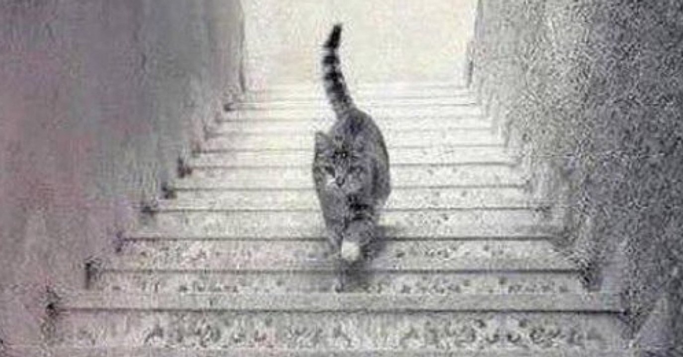 Optische Täuschung: In welche Richtung läuft diese Katze?