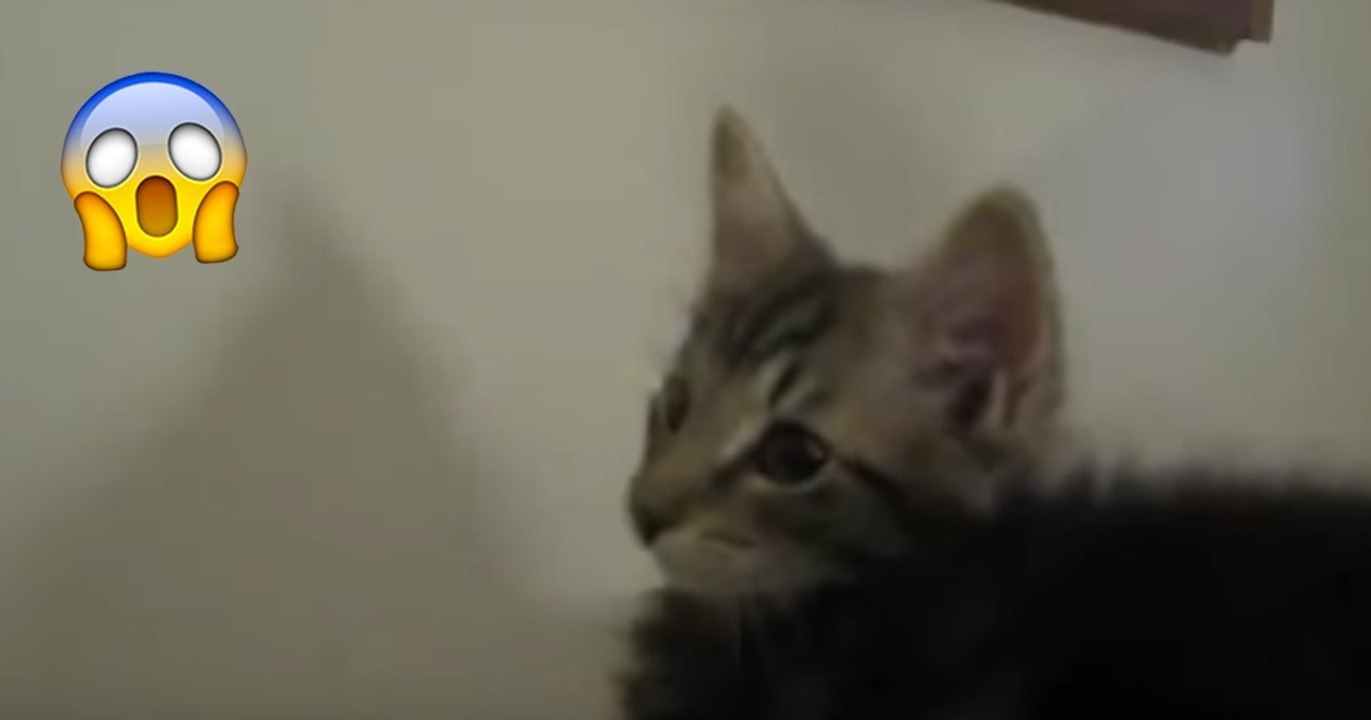 Dieses Kätzchen versucht zu Miauen, doch die Laute die dabei rauskommen, überraschen alle!