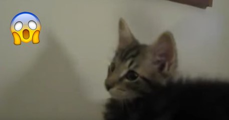 Dieses Kätzchen versucht zu Miauen, doch die Laute die dabei rauskommen, überraschen alle!