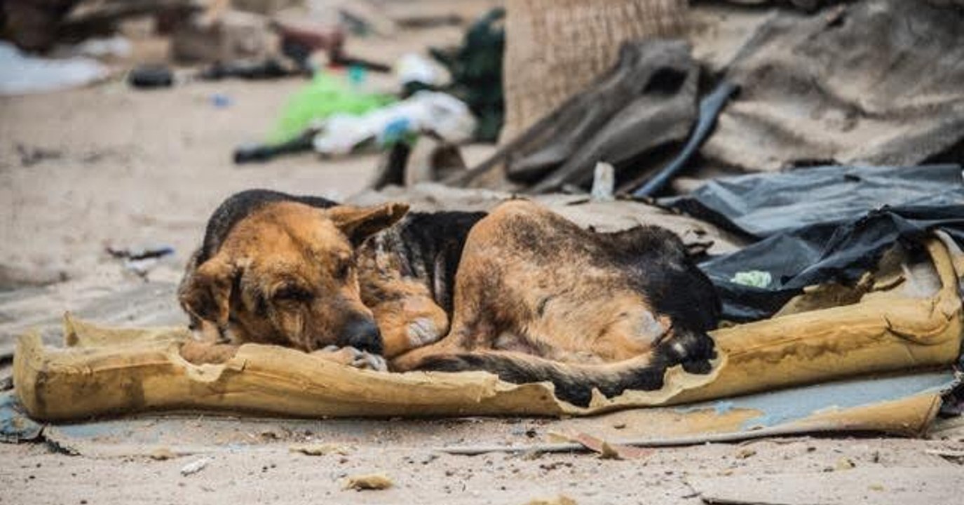 Mexiko: Eine Frau findet einen blinden Hund auf einer Matratze im Müll