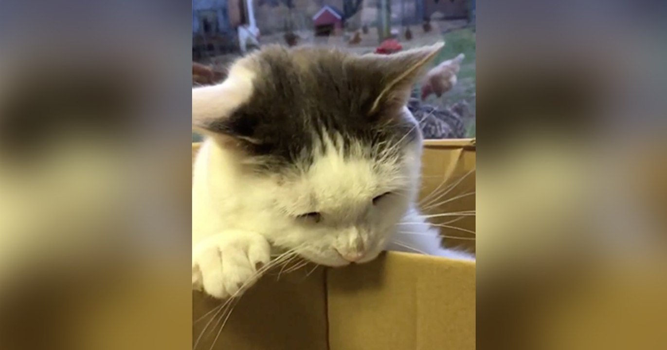 Diese Katze hat eine ganz besondere Lieblingsbeschäftigung! Ihr werdet Schmunzeln müssen!